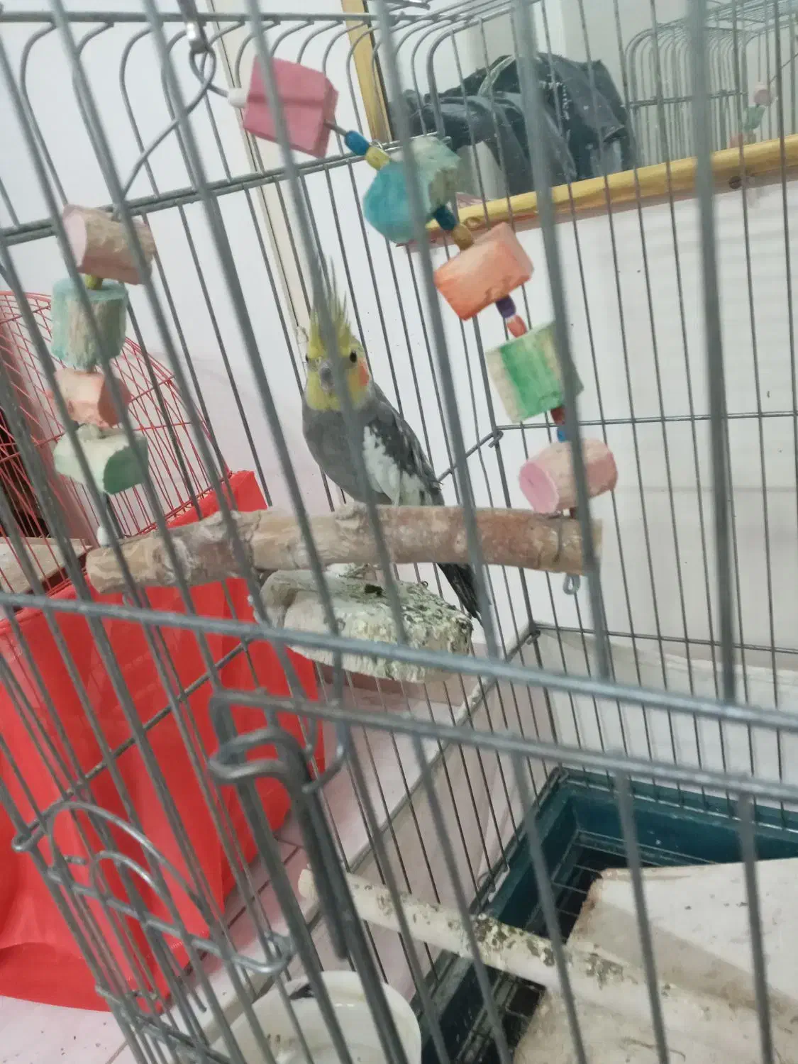 عروس هلندی و طوطی برزیلی|پرنده|تهران, خانی آباد نو شمالی|دیوار