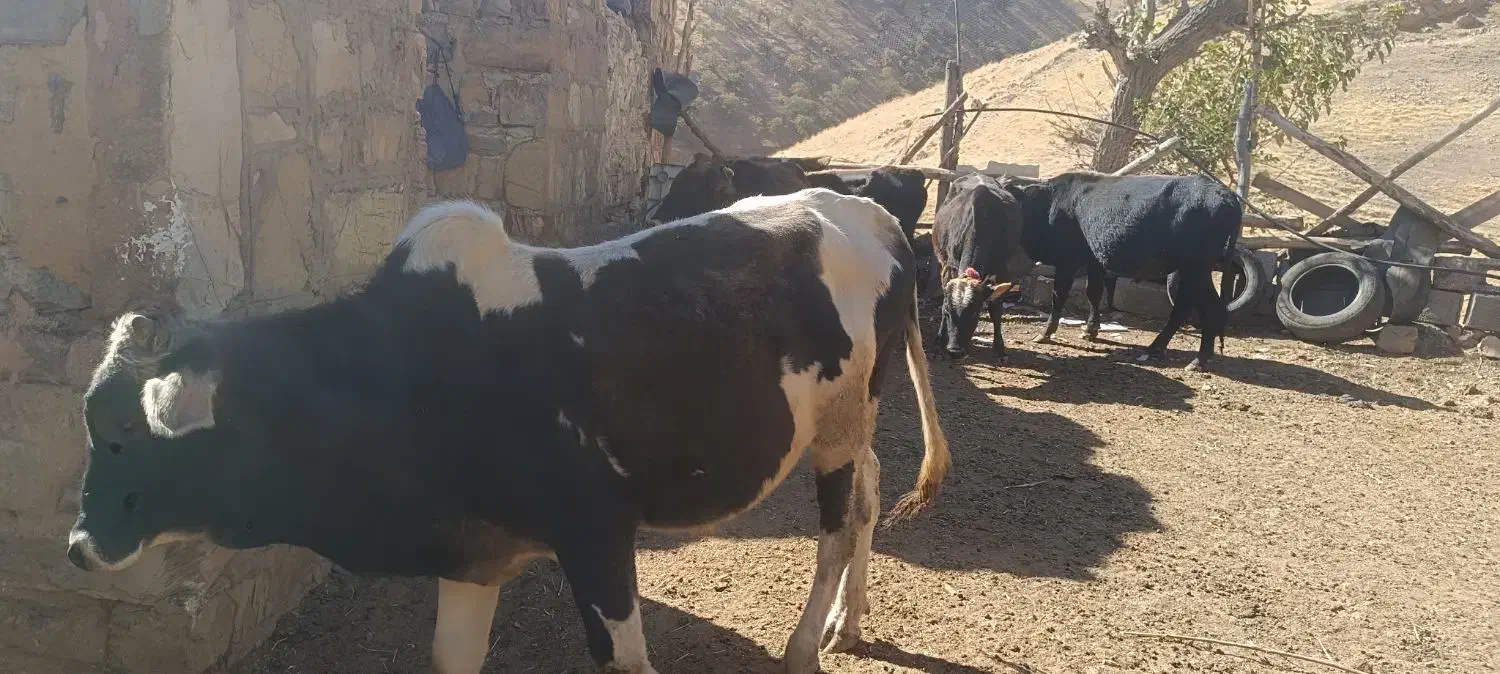 گوساله نر|حیوانات مزرعه|نوسود, |دیوار