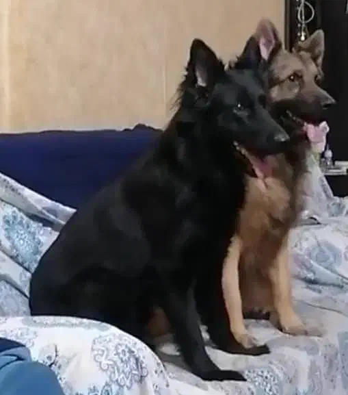 سگ ژرمن شپرد/توله سگ/ سگ ماده/سگ نر|سگ|شیراز, ارم|دیوار