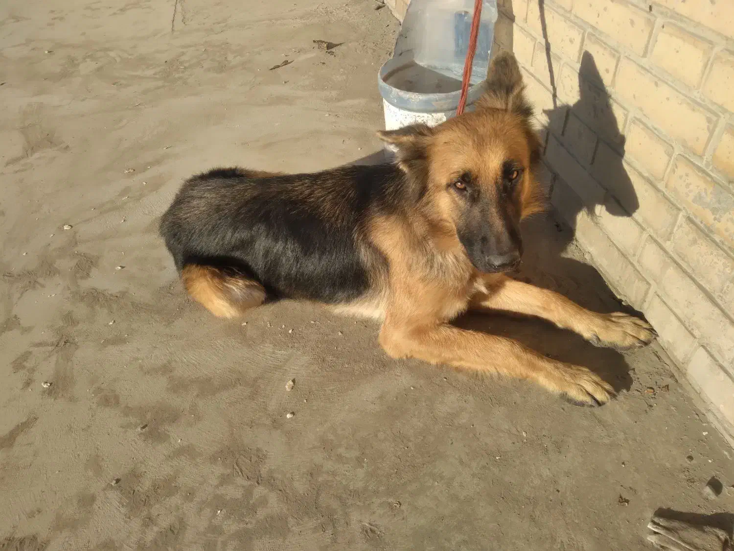 سگ ژرمن گمشده|حیوانات|کهریزک, |دیوار