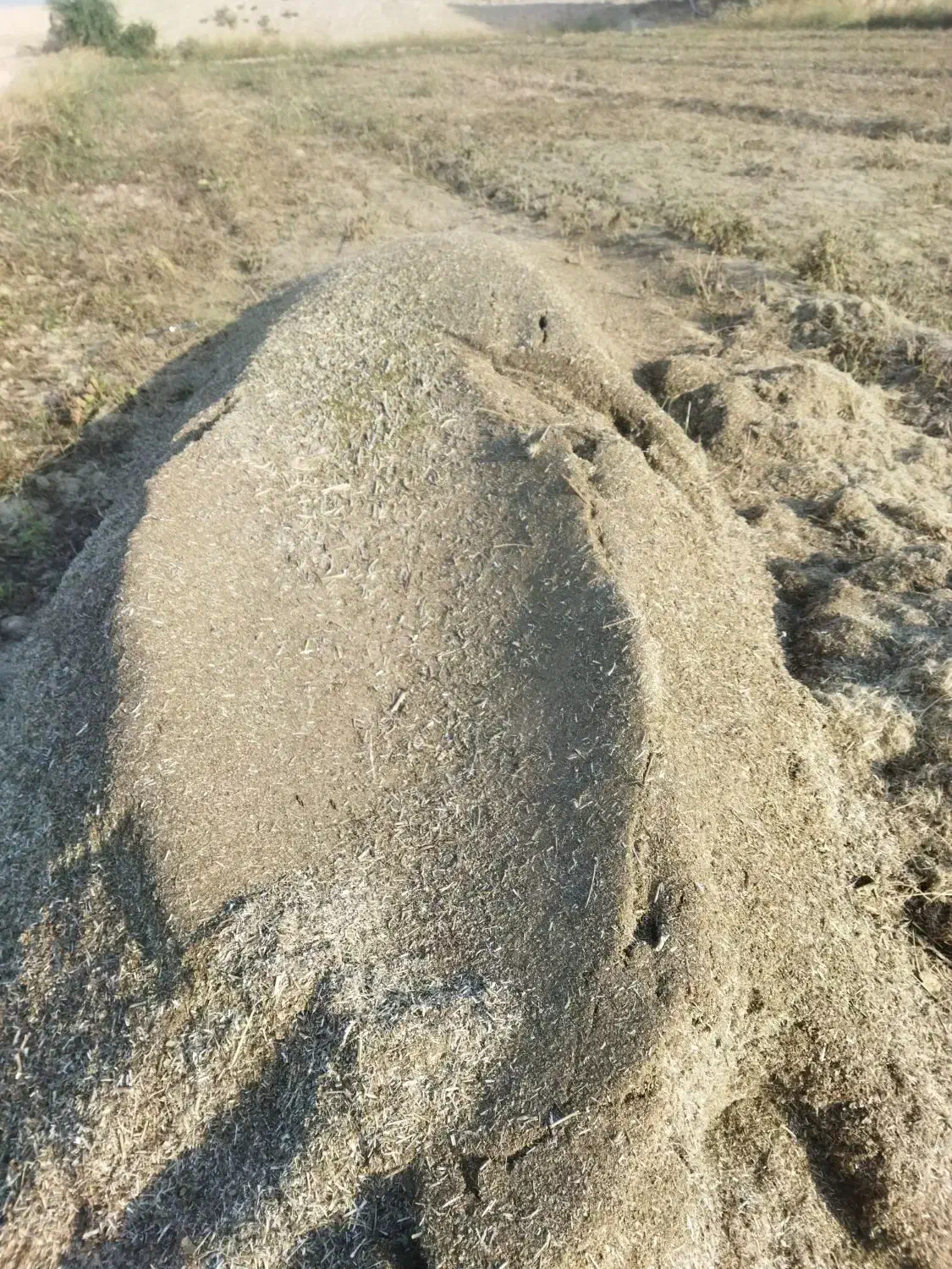 کاه ماش|خدمات باغبانی و درختکاری|گتوند, |دیوار