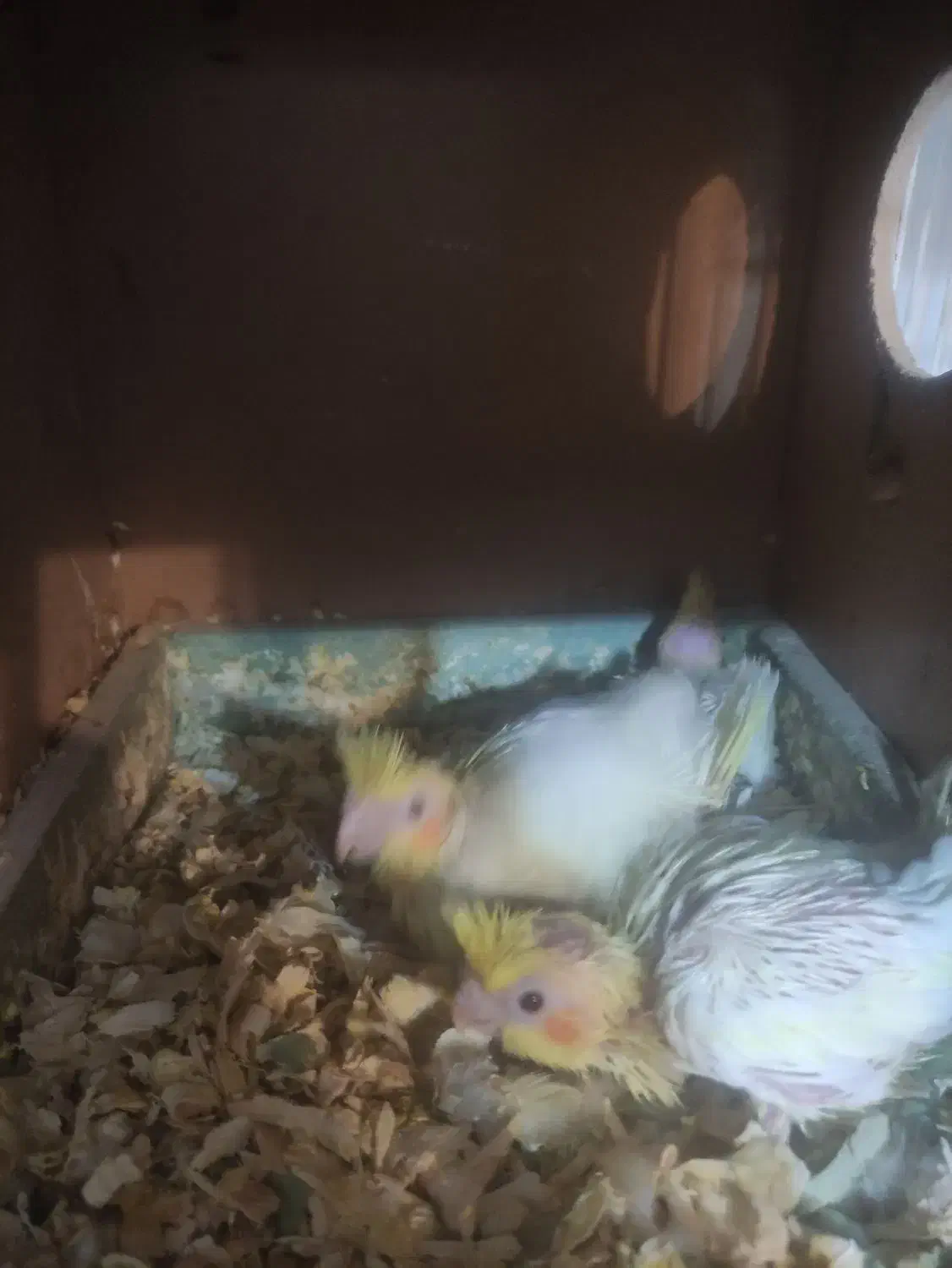 جوجه عروس هلندی|پرنده|قم, کیوانفر|دیوار