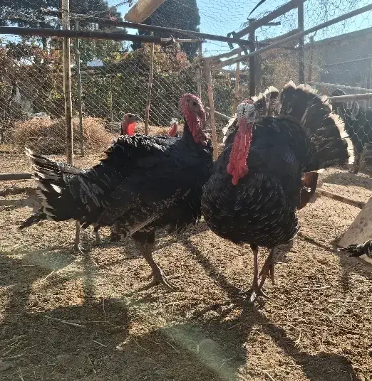 بوقلمون بالغ و خروس محلی|حیوانات مزرعه|شریف‌آباد, |دیوار