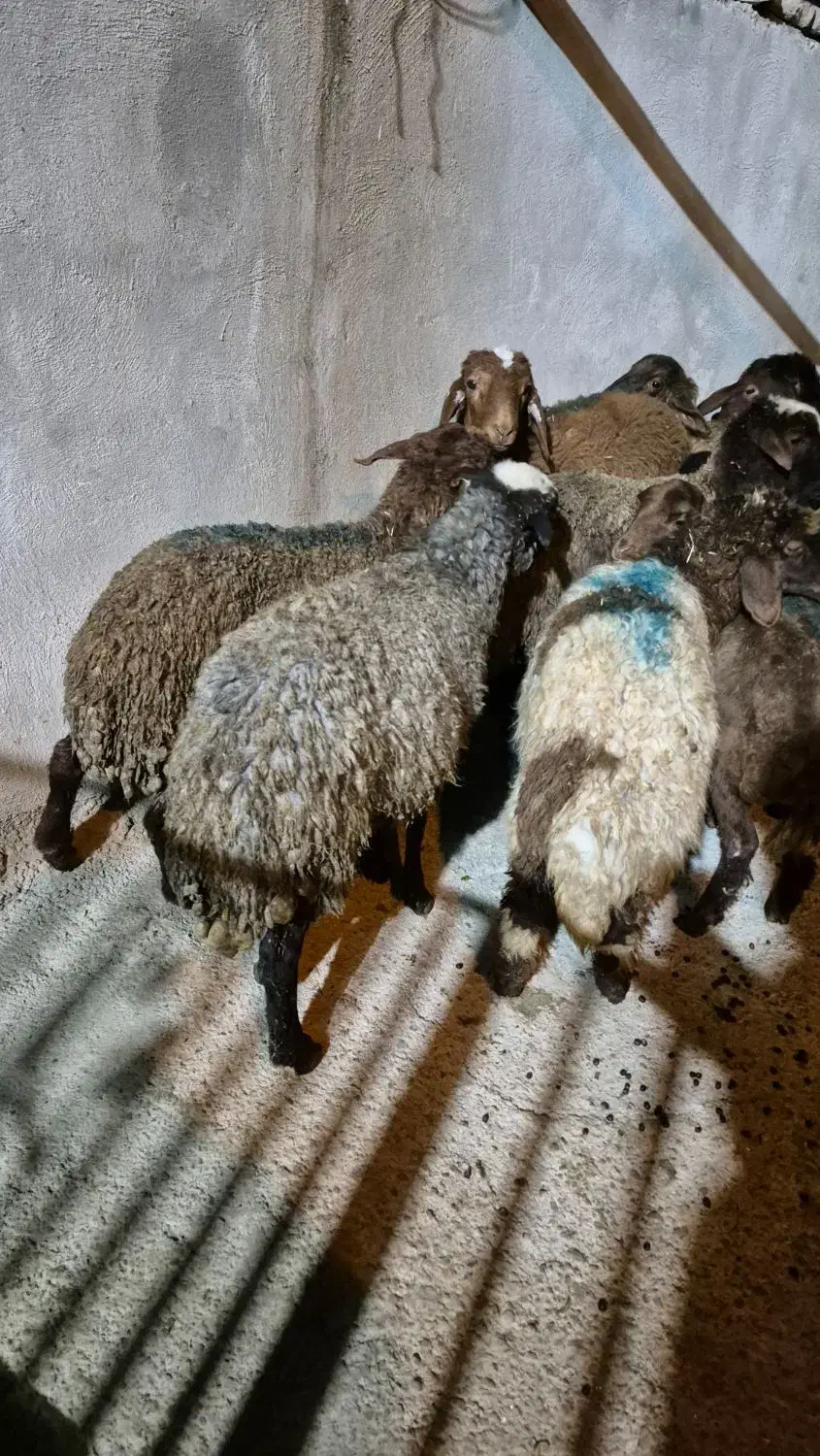 11عدد بره افشار|حیوانات مزرعه|بیرانوند, |دیوار