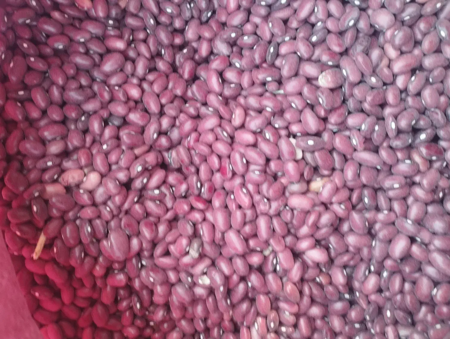 لوبیا قرمز|خوردنی و آشامیدنی|تربت جام, جامرود|دیوار