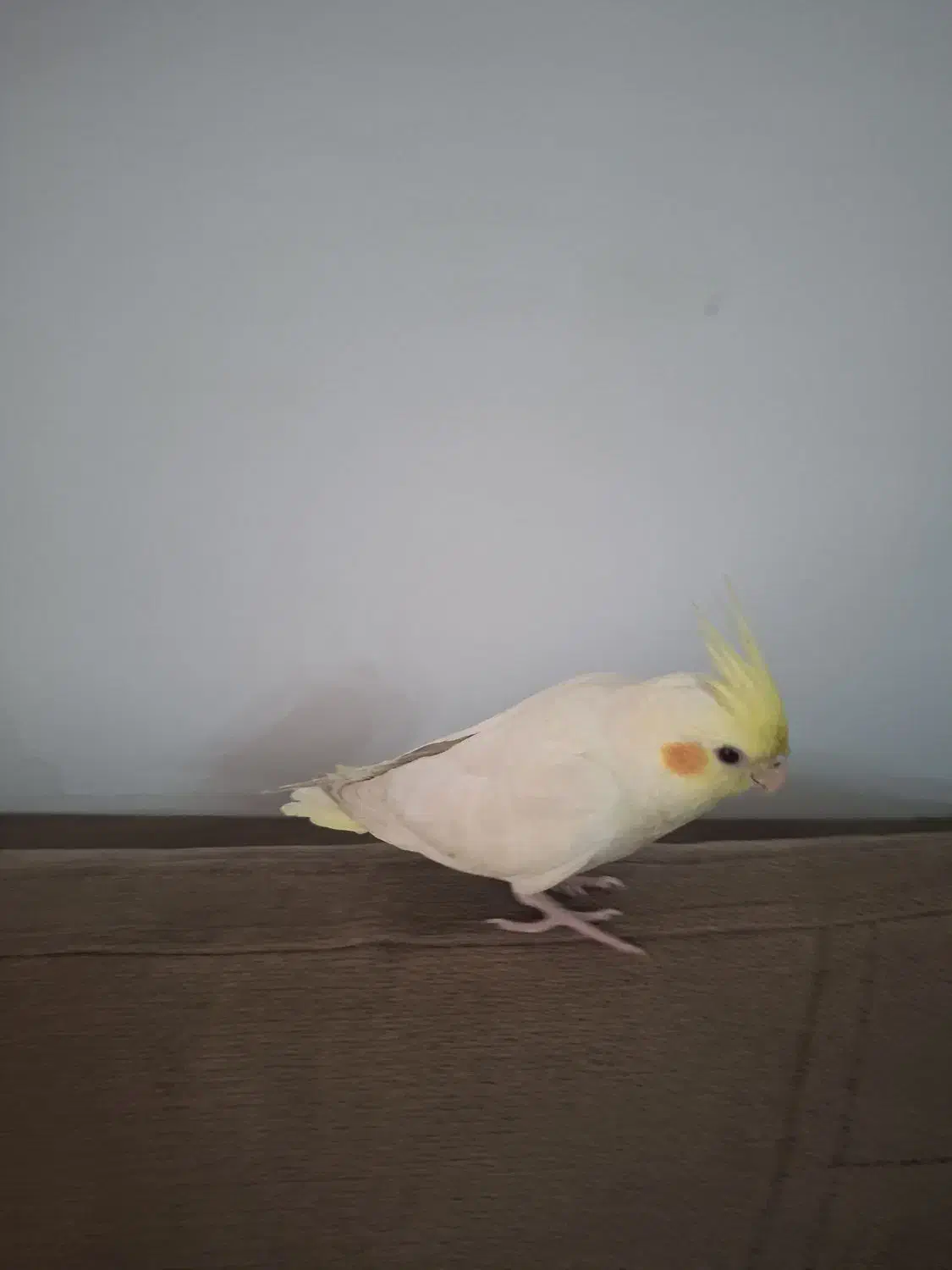 عروس هلندی آلبینو|پرنده|مشهد, جاهد شهر|دیوار