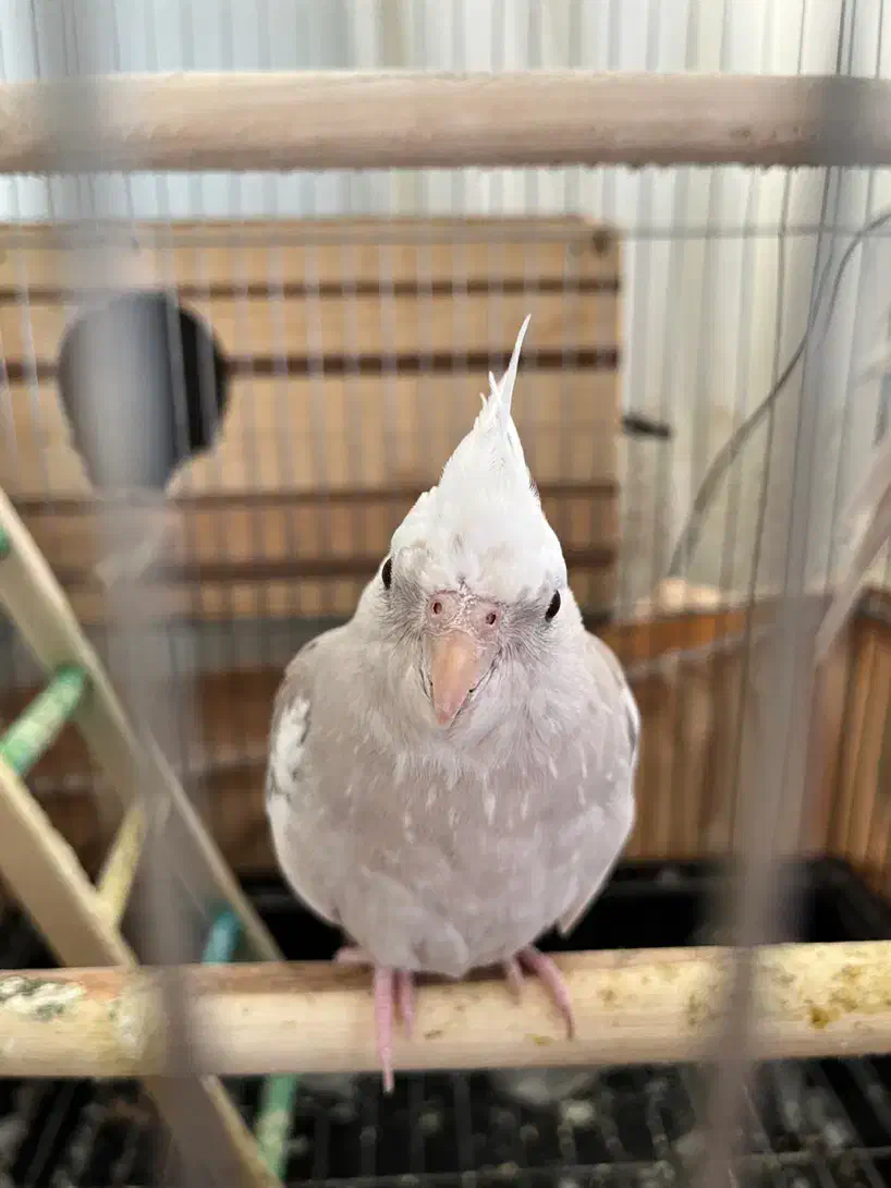 ی جفت عروس البینو ودوکت|پرنده|نسیم‌شهر, |دیوار