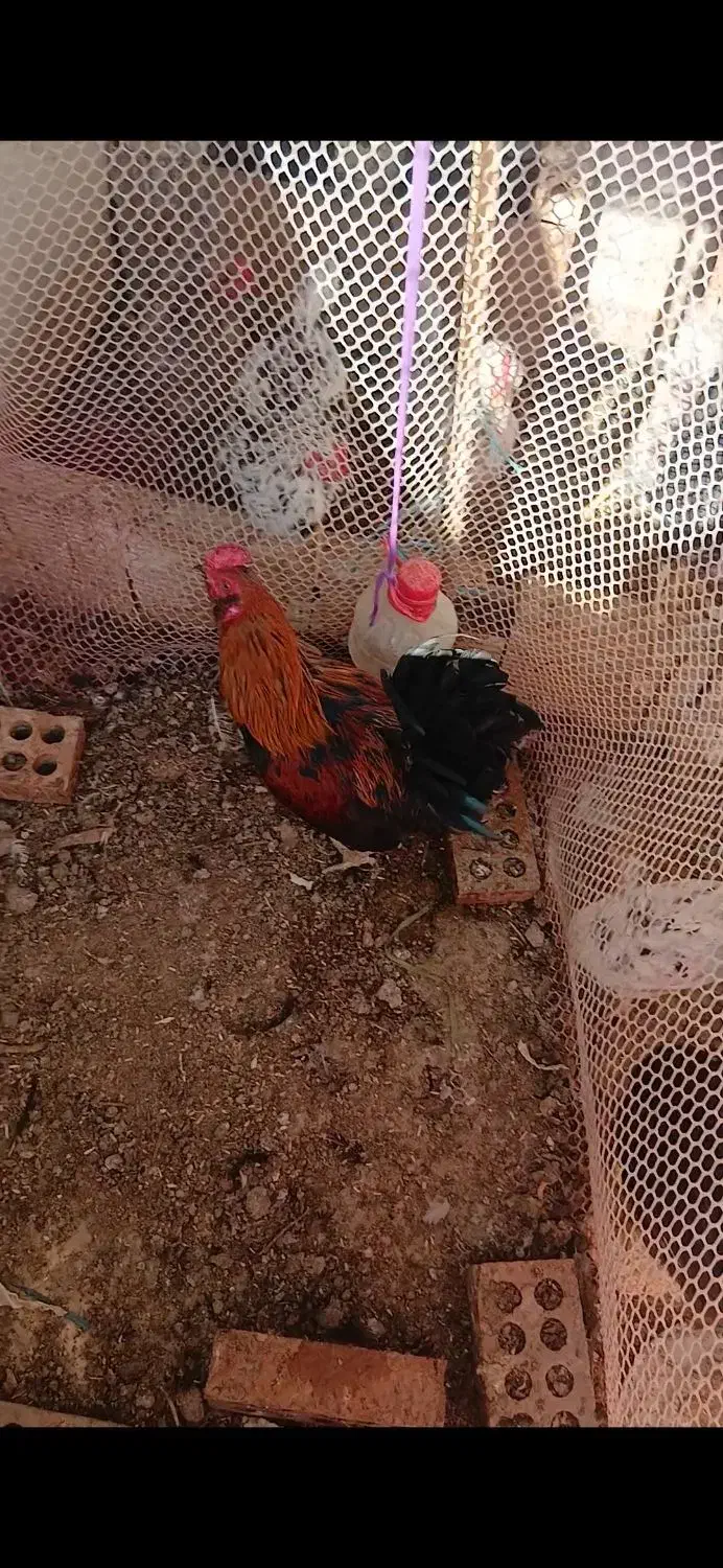 مرغ وخروس|حیوانات مزرعه|نسیمشهر, |دیوار