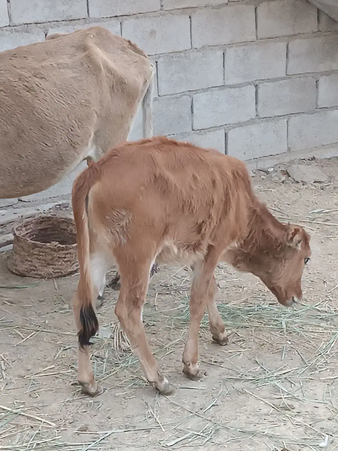 عبودی|حیوانات مزرعه|شادگان, |دیوار