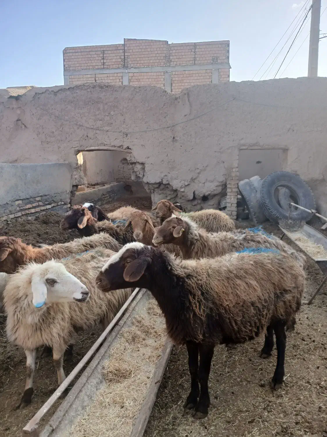 میش چاق|حیوانات مزرعه|فیروزه, |دیوار