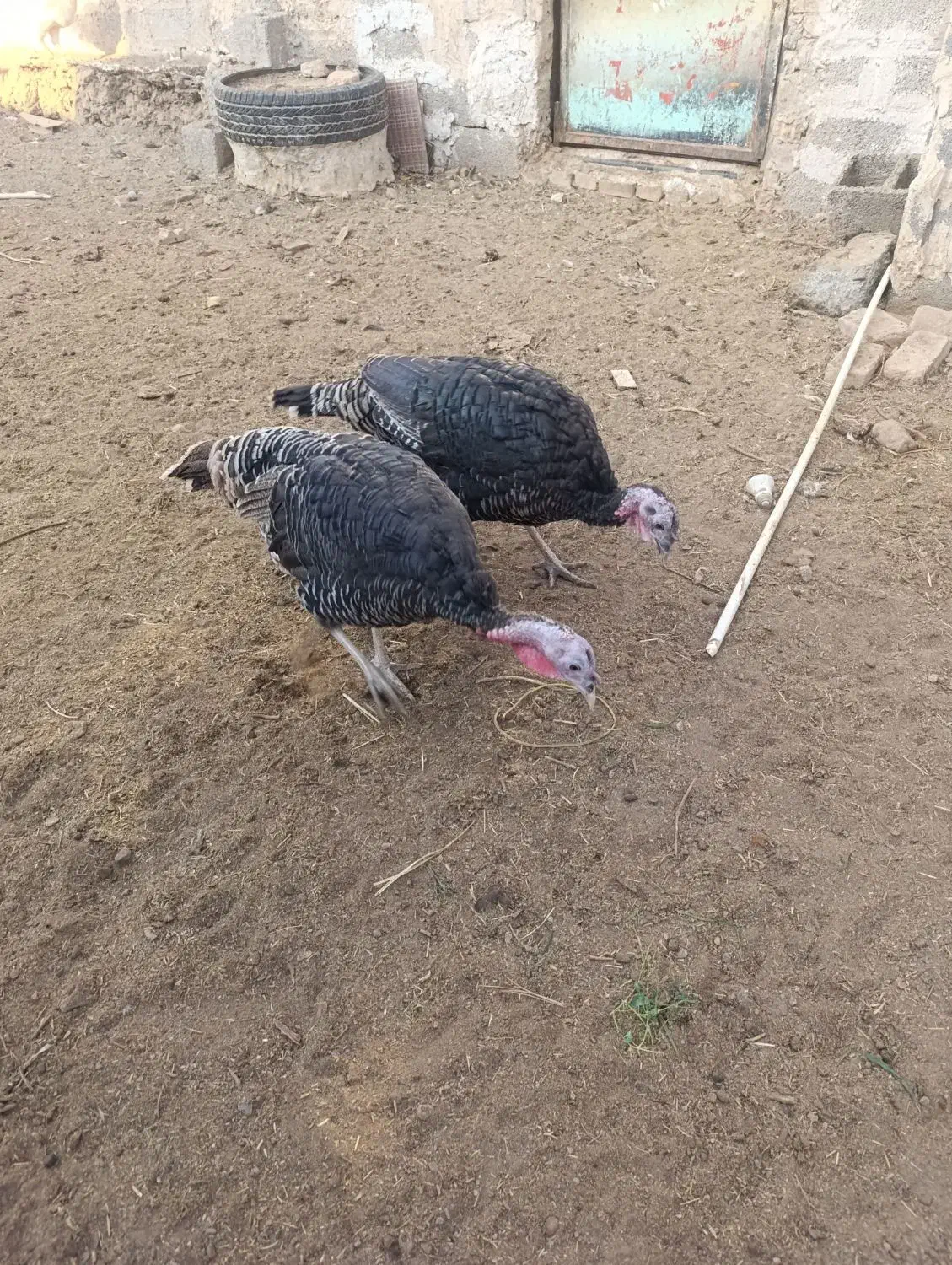 بره نر قوچی و بوقلمون|حیوانات مزرعه|بیرجند, |دیوار