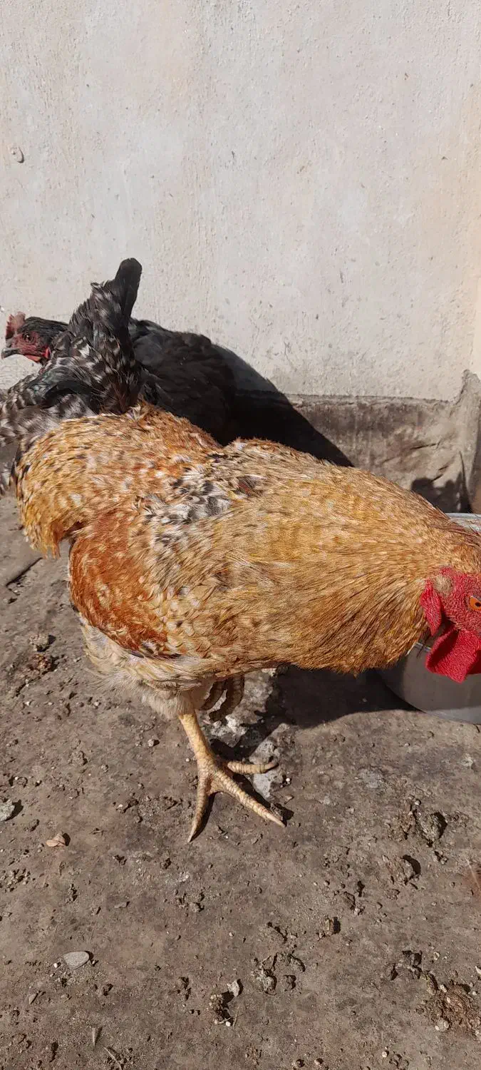 یک عدد خروس ومرغ|حیوانات مزرعه|مشهد, قائم|دیوار