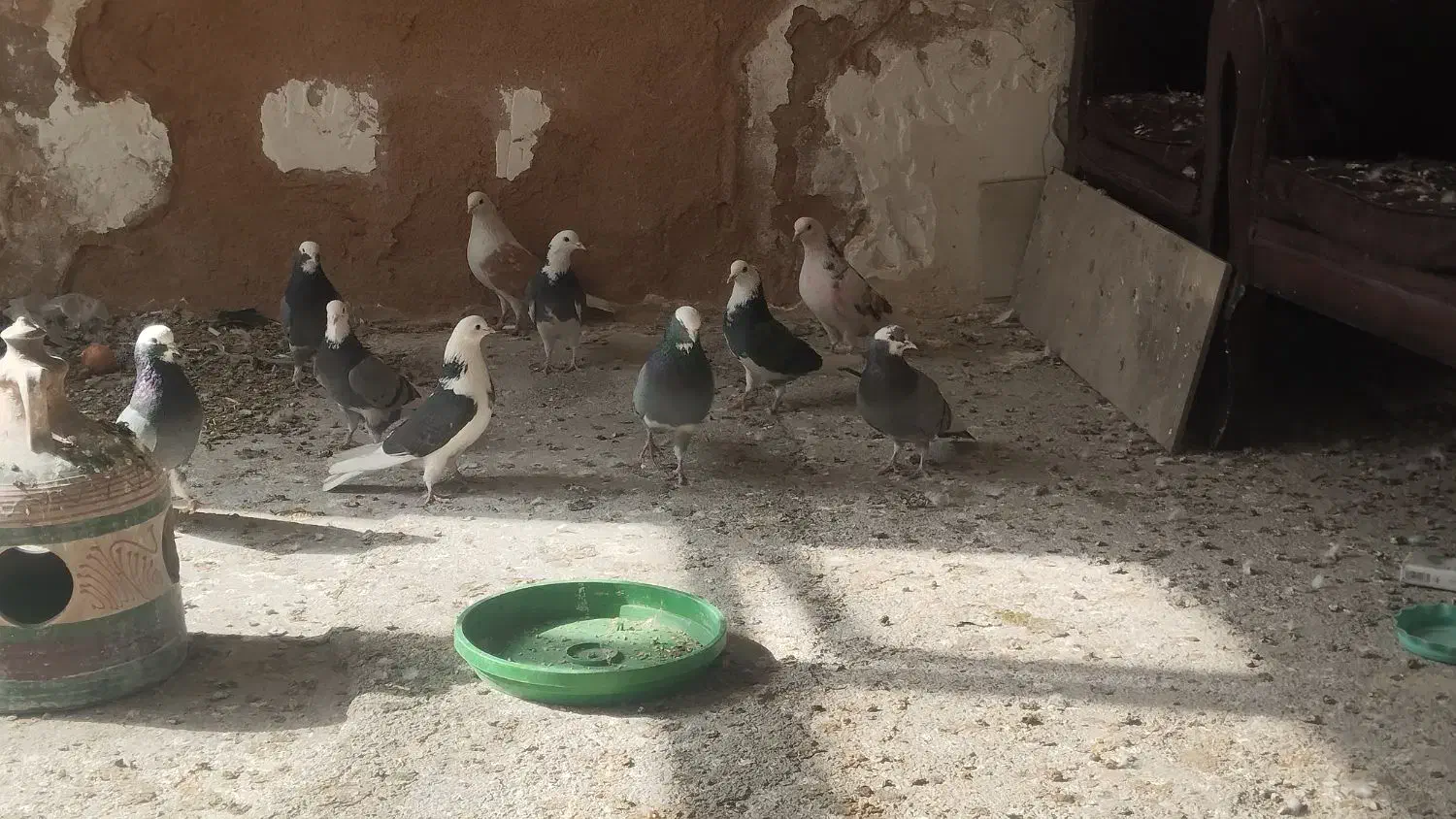 کبوتر|پرنده|فولادشهر, A1|دیوار