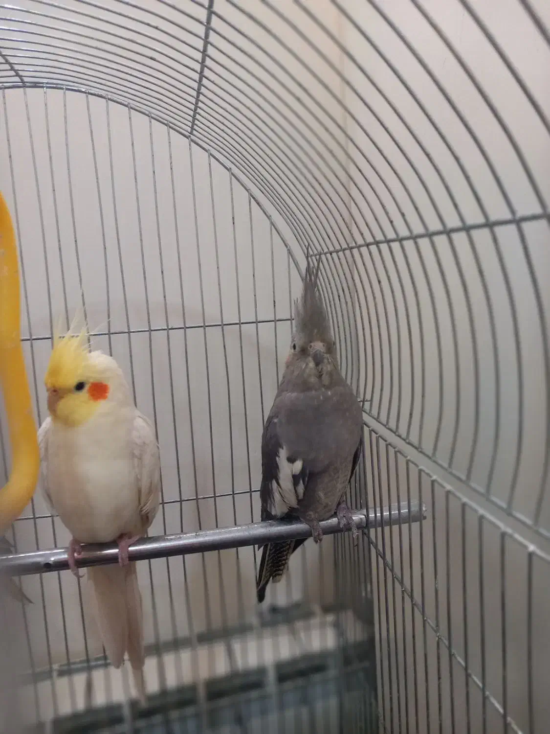 عروس‌هلندی|پرنده|سهند, |دیوار