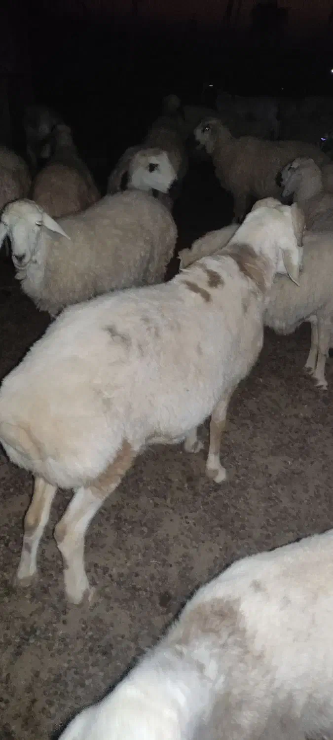 فروش قوچ|حیوانات مزرعه|جازموریان, |دیوار