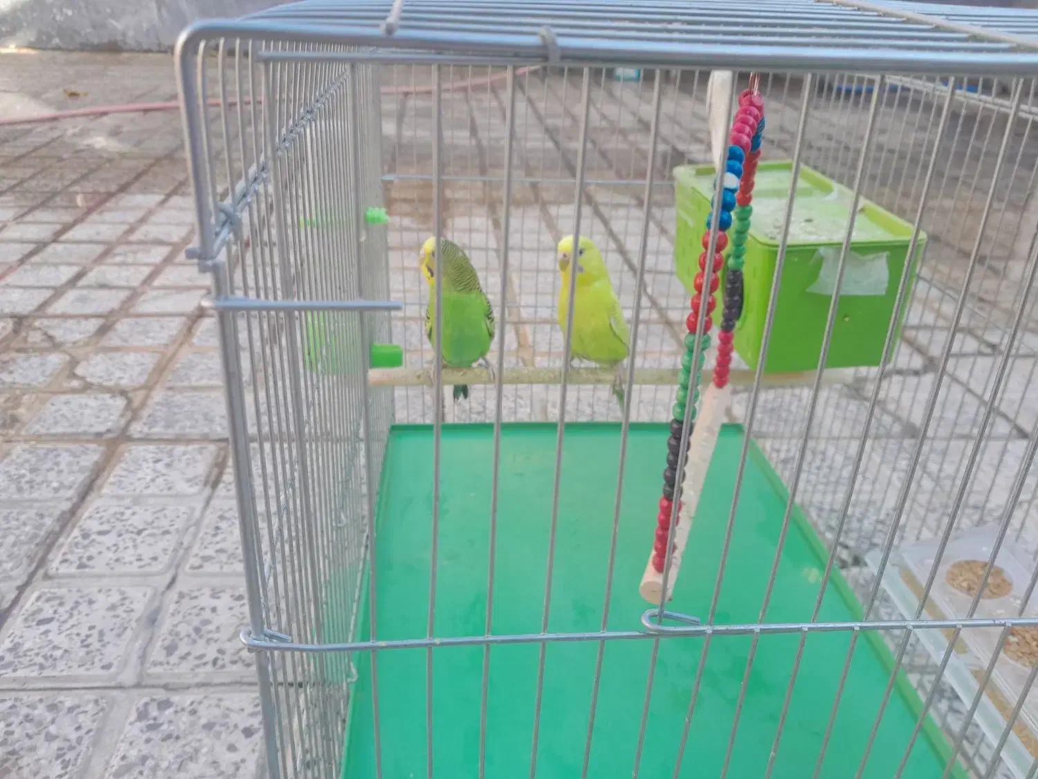 مرغ عشق|پرنده|مرودشت, ژیان|دیوار