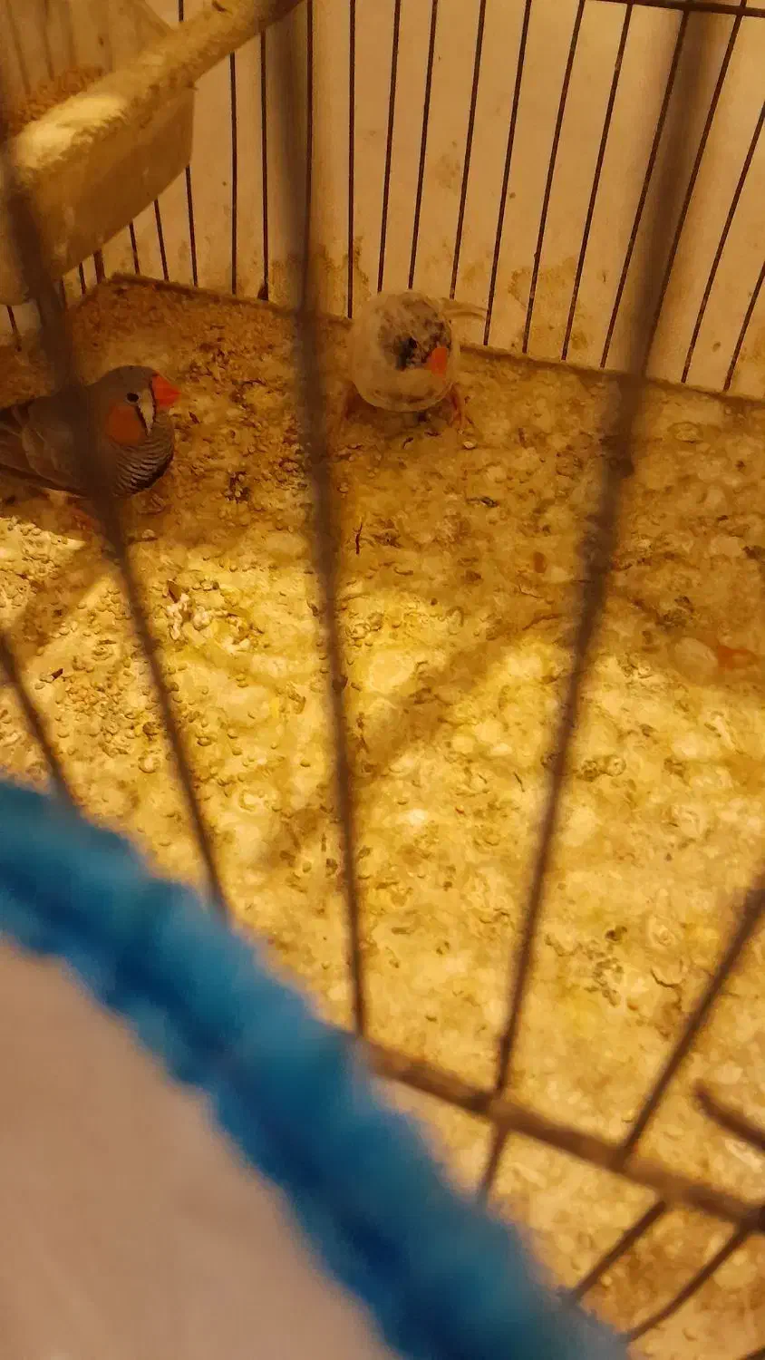 عروس هلندی. فنچ مولد|پرنده|تهران, شهرک رضویه|دیوار