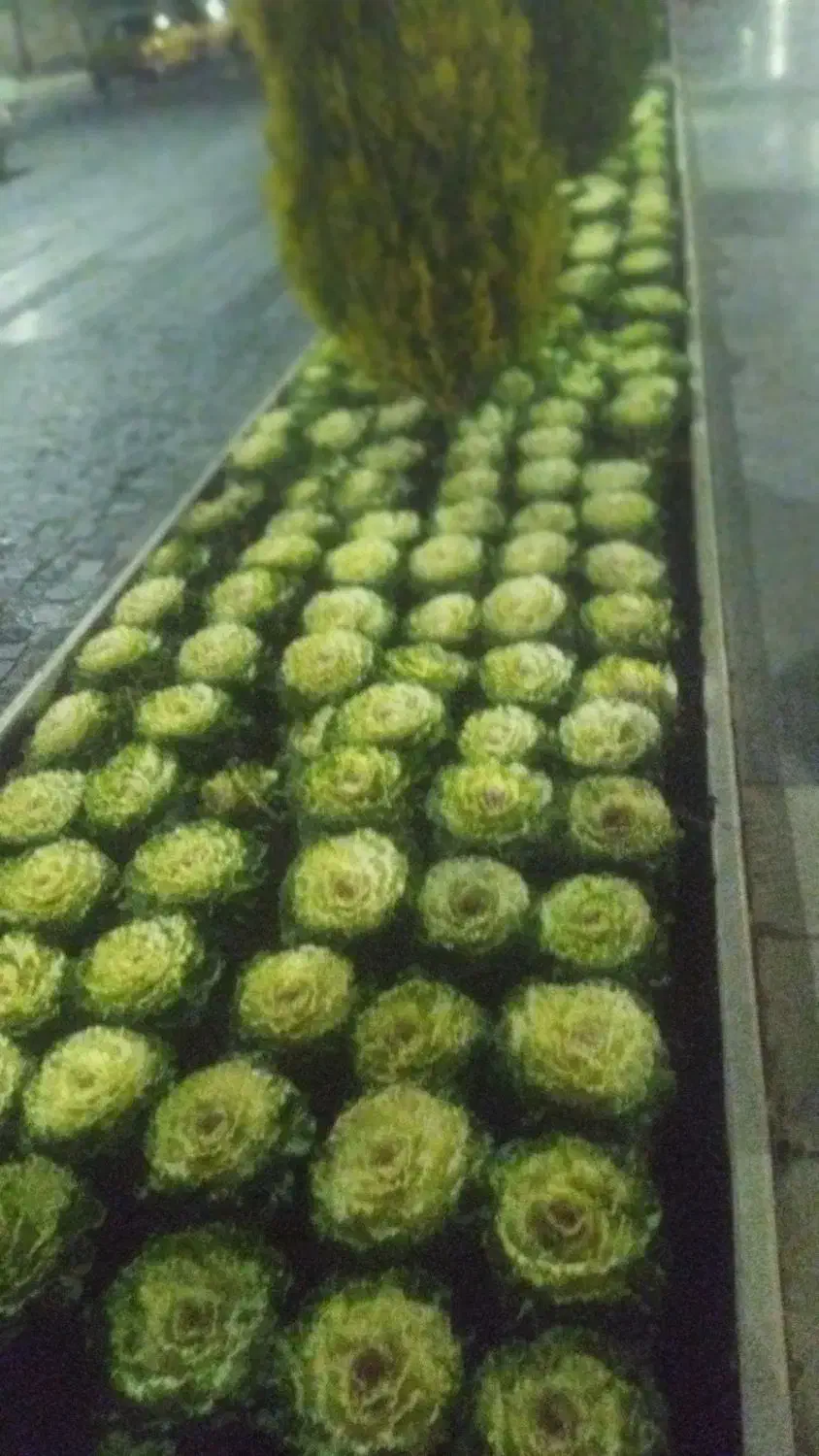 کلیه ی خدمات فضای سبز بابیش ازده سال تجربه|خدمات باغبانی و درختکاری|شیراز, باغ تخت|دیوار