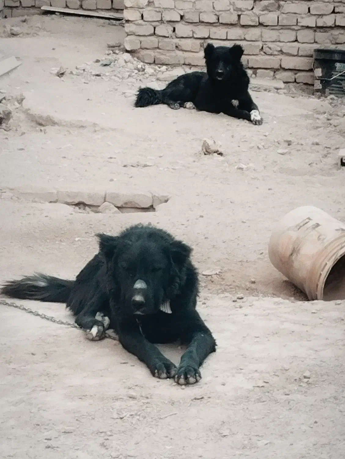 سگ قدرجونی|سگ|کرمان, |دیوار