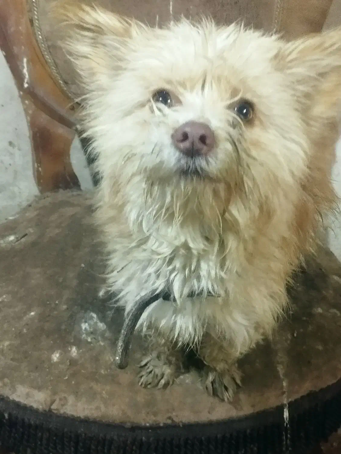 واگذاریک سگ ماده اشپیزتریر خوشگل وناز|سگ|مشهد, خلق آباد سفلی|دیوار