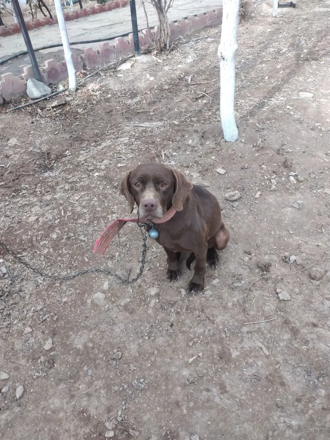 سگ آلمانی پوینتر|سگ|دماوند, دماوند|دیوار