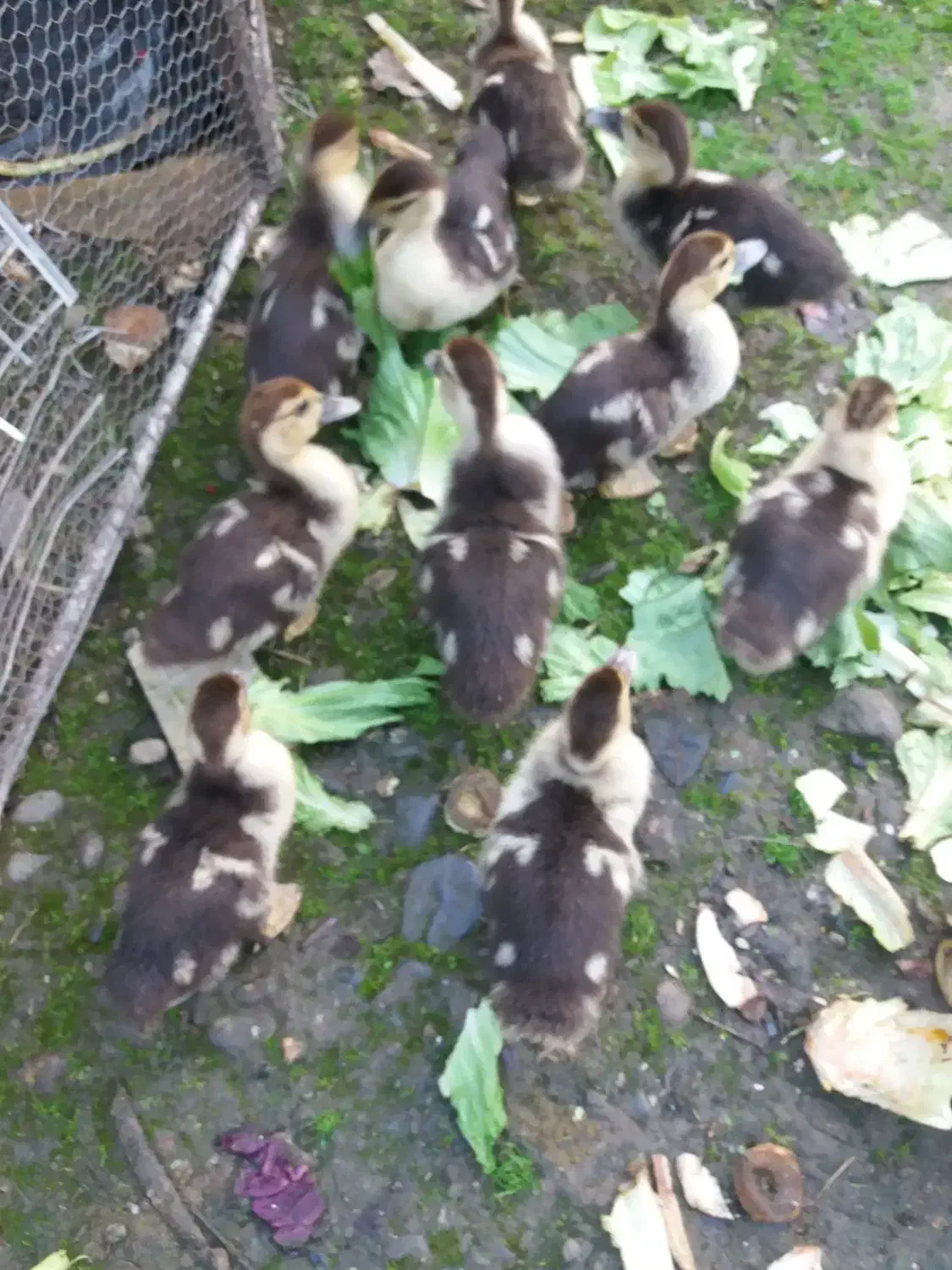 بچه اردک اسرائیلی دوماه|حیوانات مزرعه|رشت, حومه رشت|دیوار