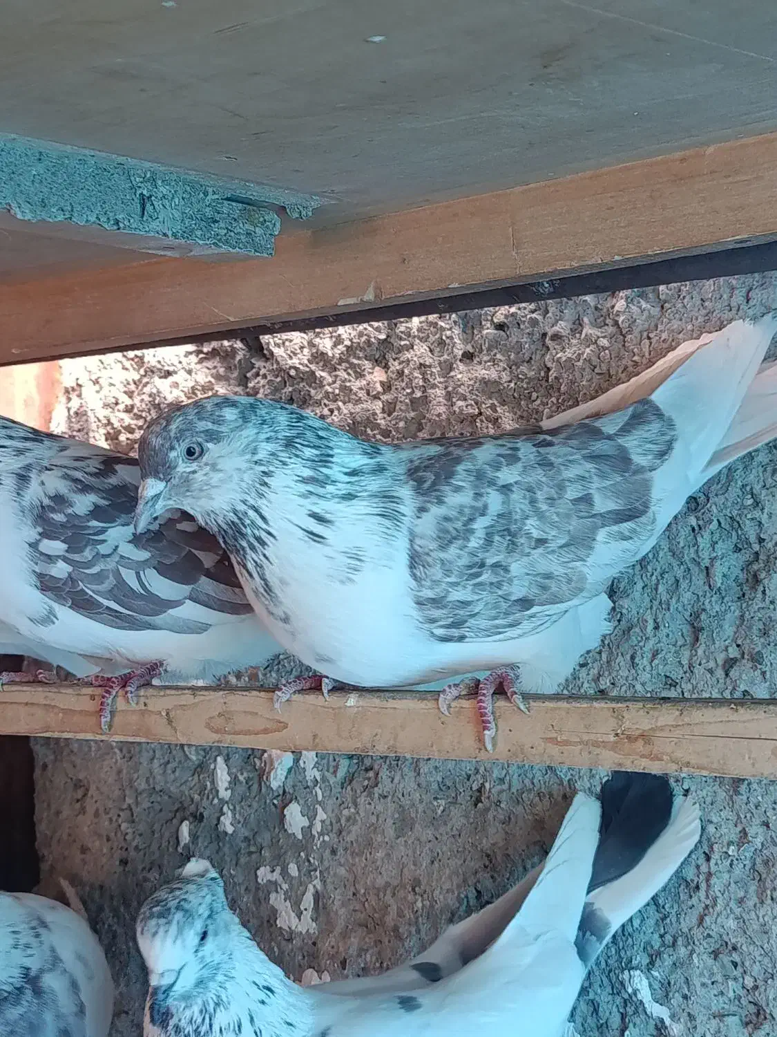 کفتر یا کبوتر|پرنده|رودهن, |دیوار