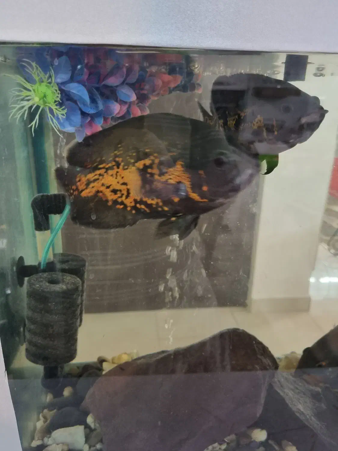 اسکار سلطنتی|ماهی|مشهد, امیریه|دیوار