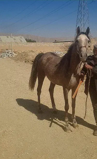 فروش مادیان سرحال سرو دم گیر|اسب و تجهیزات اسب‌سواری|نجف‌آباد, فیروزآباد|دیوار