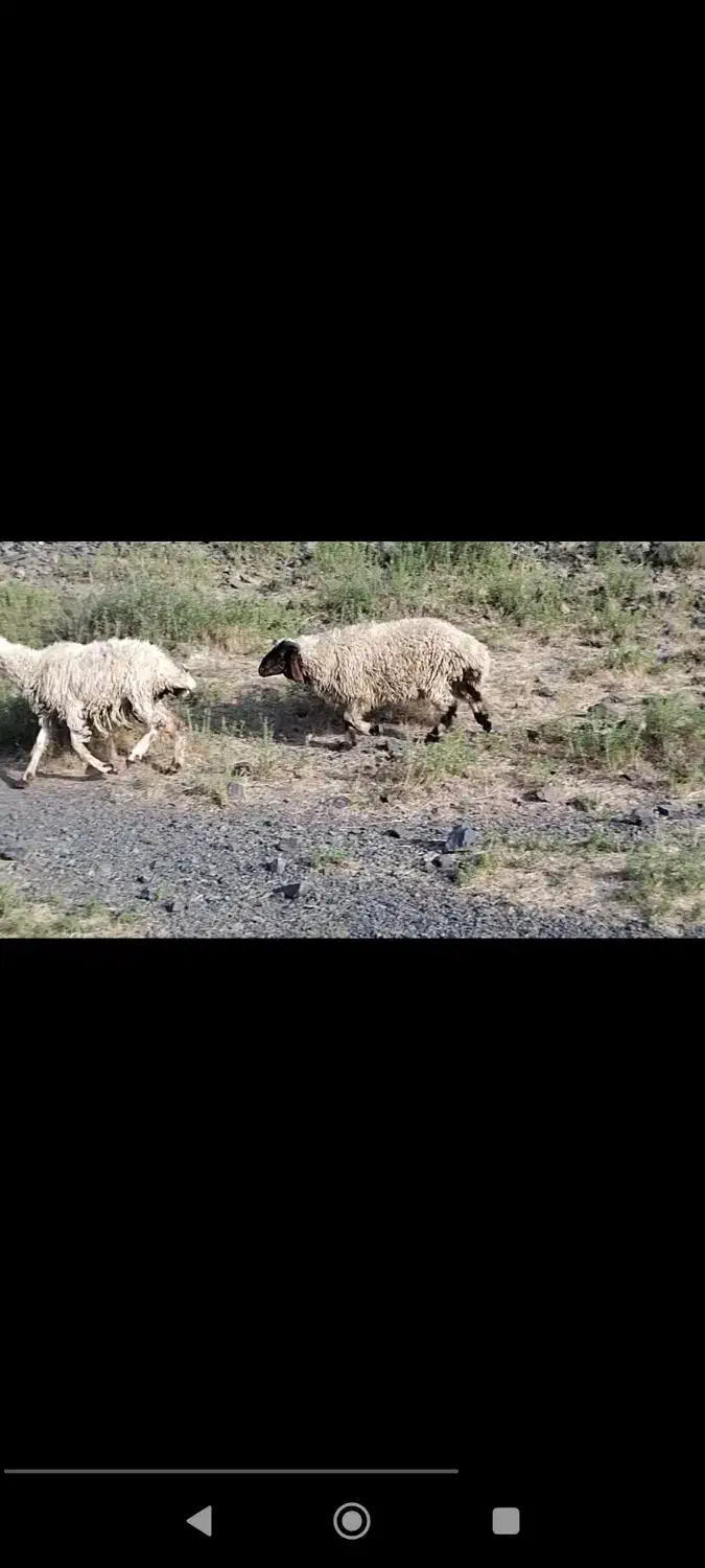 88راس میش چاق کردی کرمانشاهی|حیوانات مزرعه|تربت جام, جامرود|دیوار