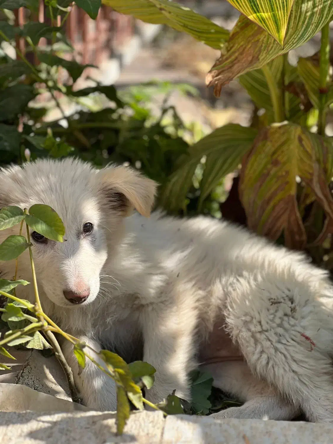 توله دو ماهه ژرمن سوییسی دماوندهر عدد بیست تومن|سگ|دماوند, گیلاوند|دیوار