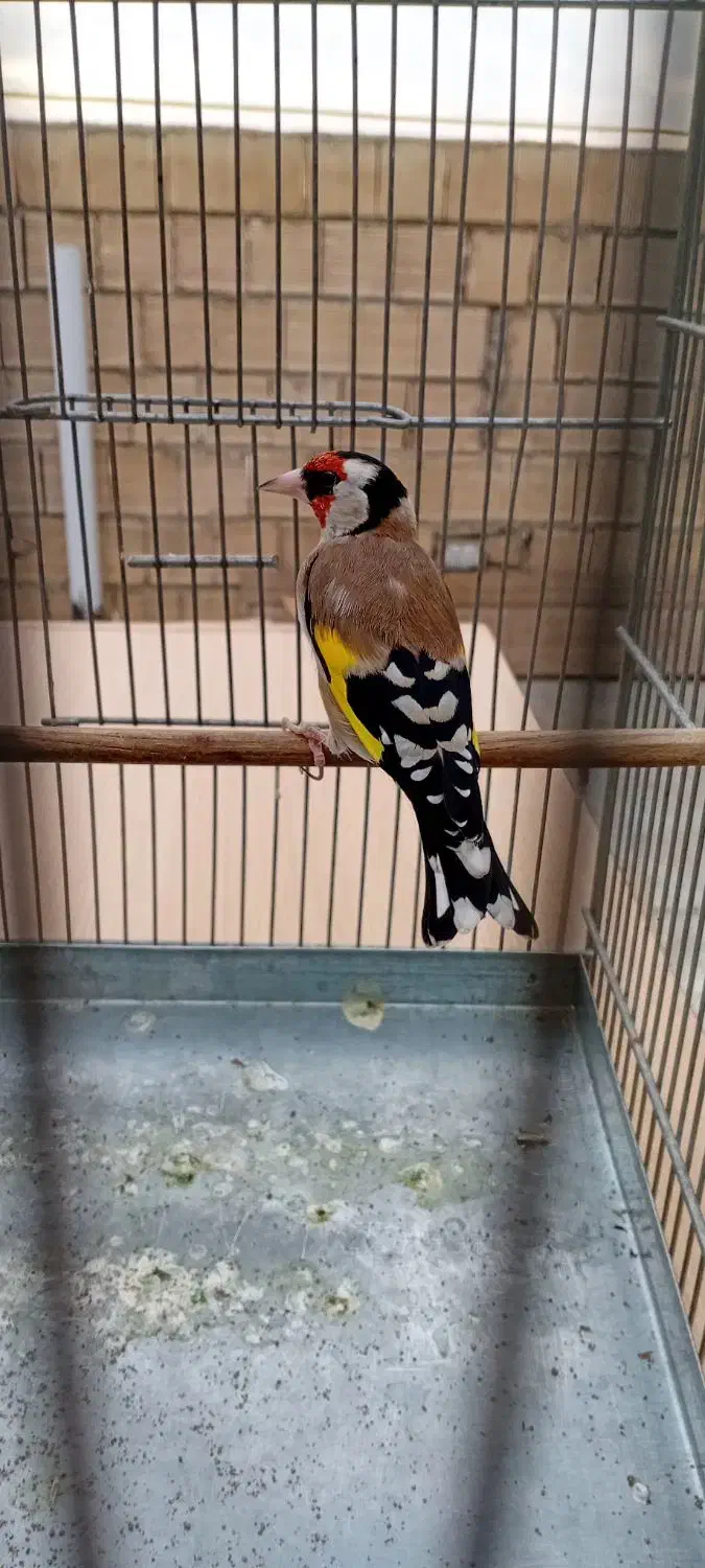 سهره مراغه|پرنده|رباط‌کریم, نصیرشهر|دیوار