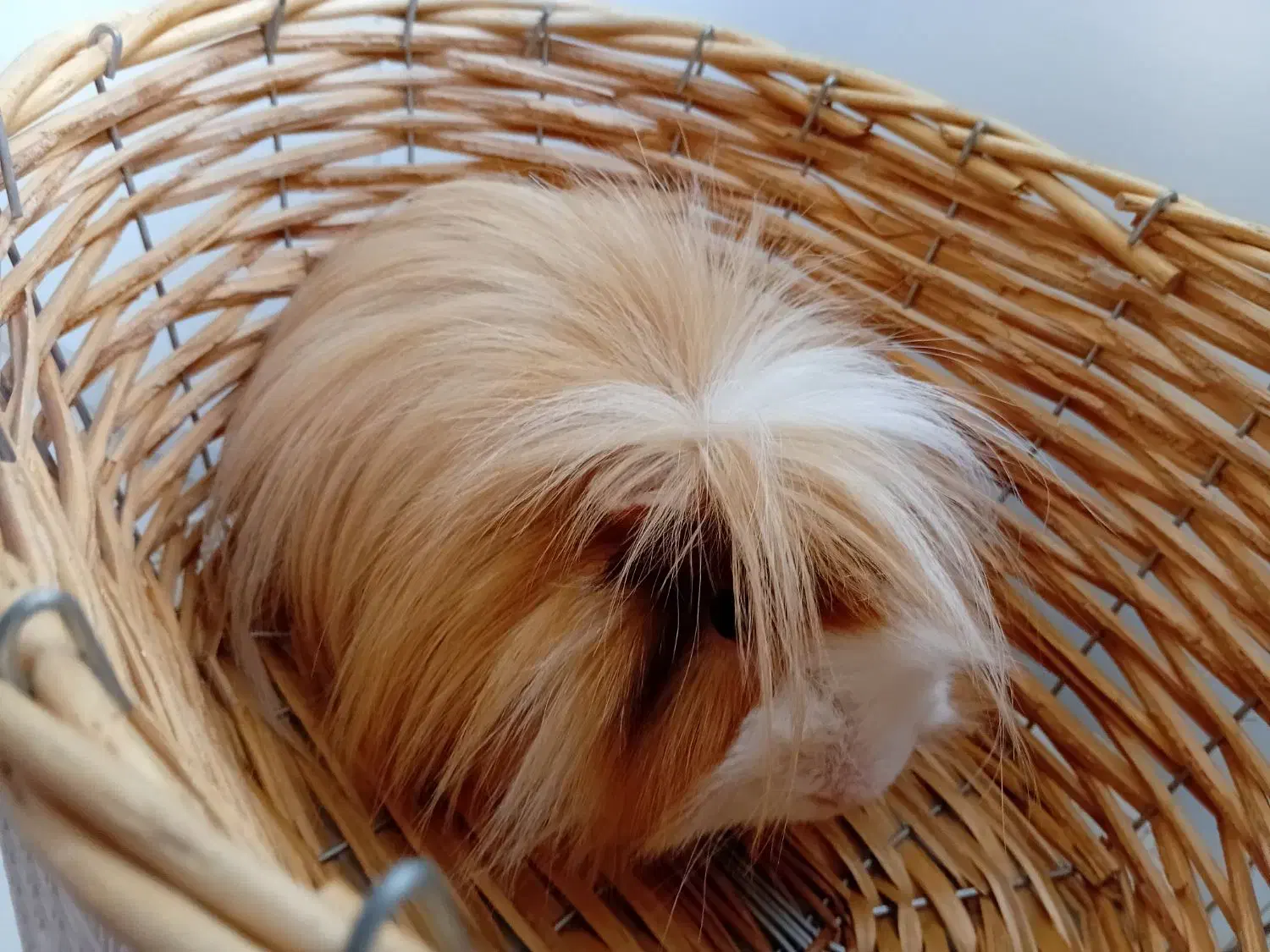 خرگوش لوپ اسکاتلندی و خوکچه هندی|موش و خرگوش|تهران, تهرانپارس شرقی|دیوار