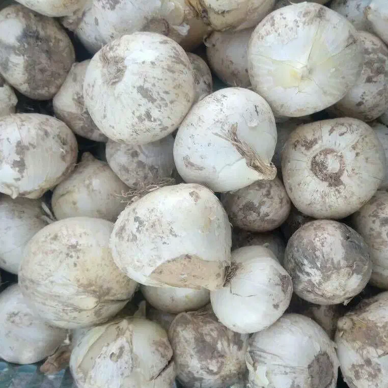 داوطلبانه پیاز موسیر|فعالیت داوطلبانه|بهار, |دیوار