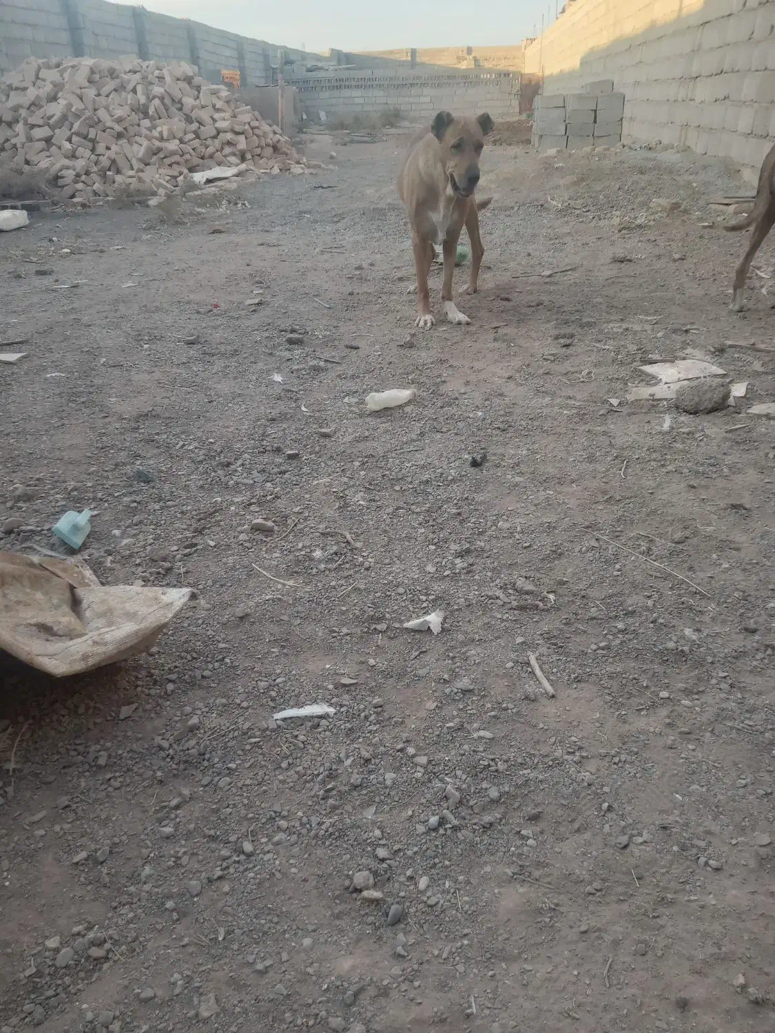 ماده درجه یک|سگ|بردسکن, |دیوار