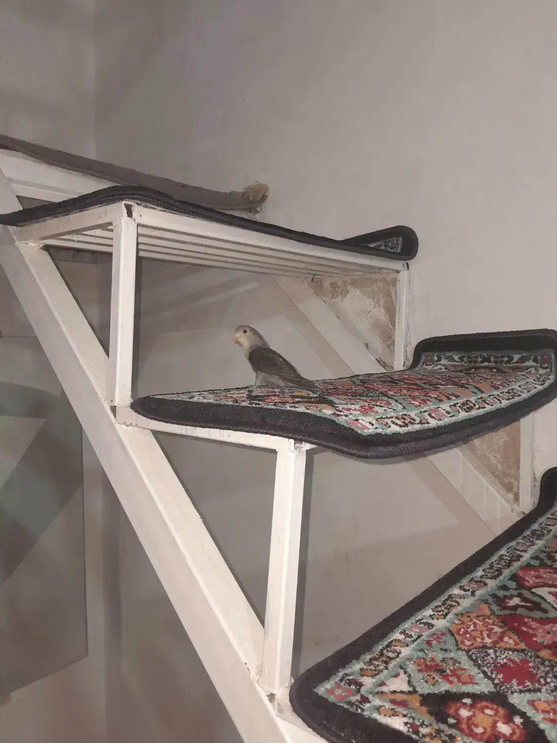کوتوله سخنگو|پرنده|مهاجران, |دیوار