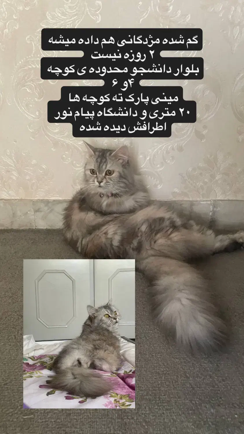 گربه‌میکس پرشین دی ای اچ گمشده|حیوانات|گنبد کاووس, |دیوار