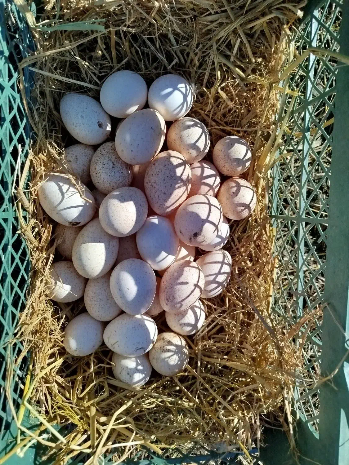 تخمبوقلمون|حیوانات مزرعه|تنکابن, |دیوار