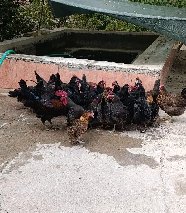 فروش مرغ و خروس کرمانشاهی|حیوانات مزرعه|تفت, |دیوار