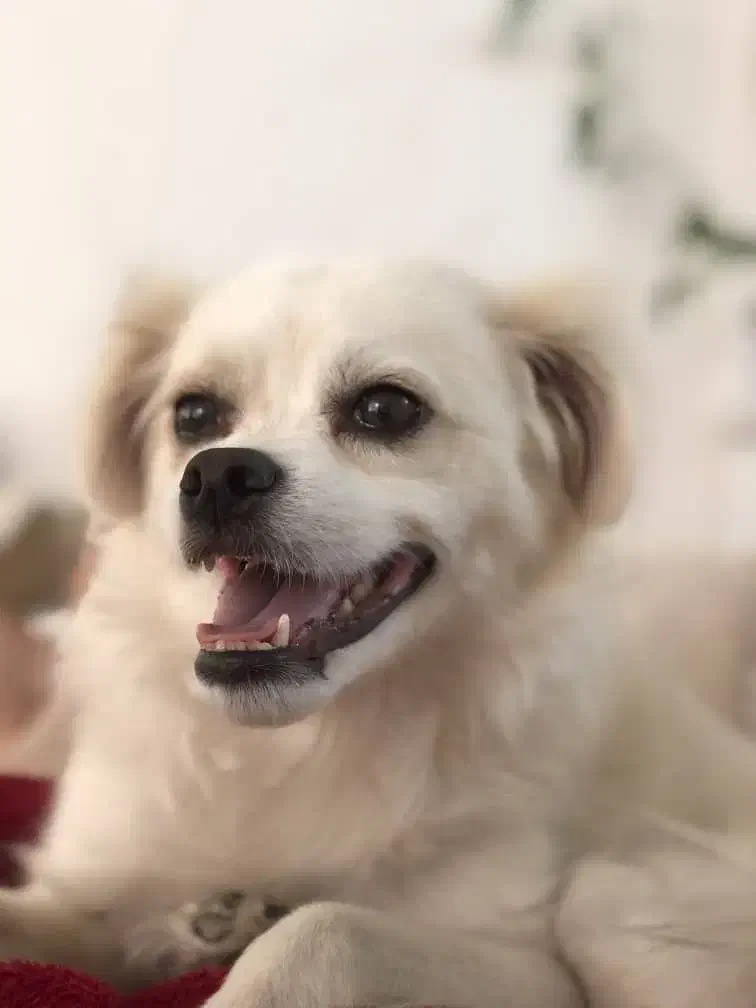 سگ گمشده|حیوانات|شیراز, معالی‌آباد|دیوار