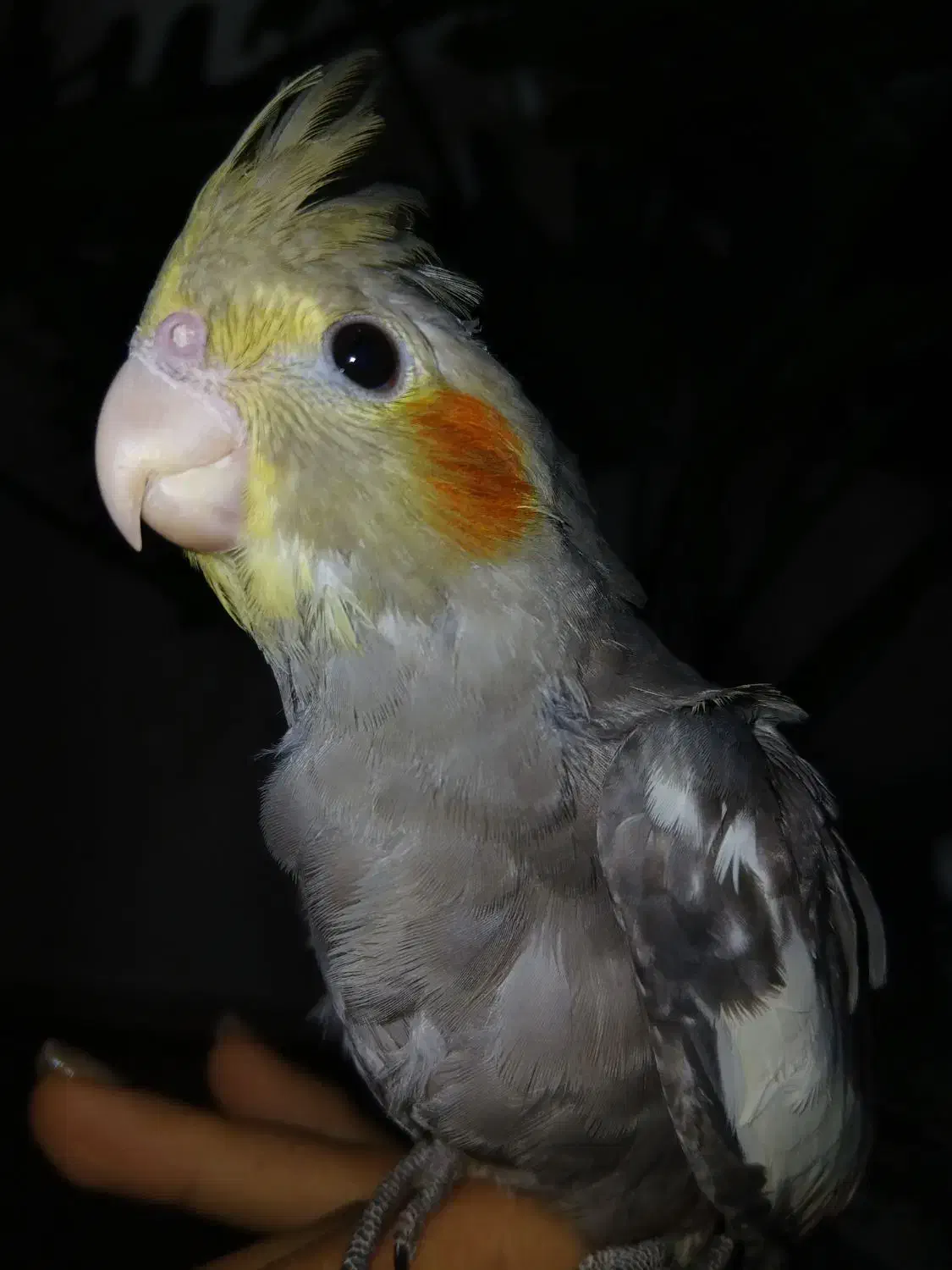 جوجه عروس هلندی|پرنده|اهواز, منبع اب|دیوار