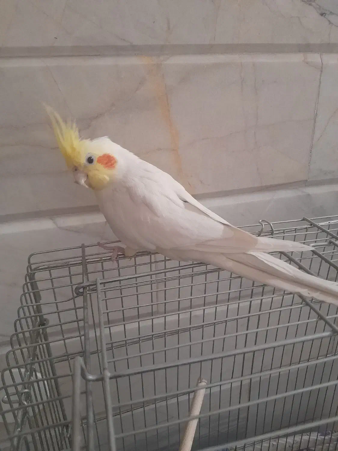 عروس هلندی سخنگو|پرنده|نجف‌آباد, یزدانشهر|دیوار