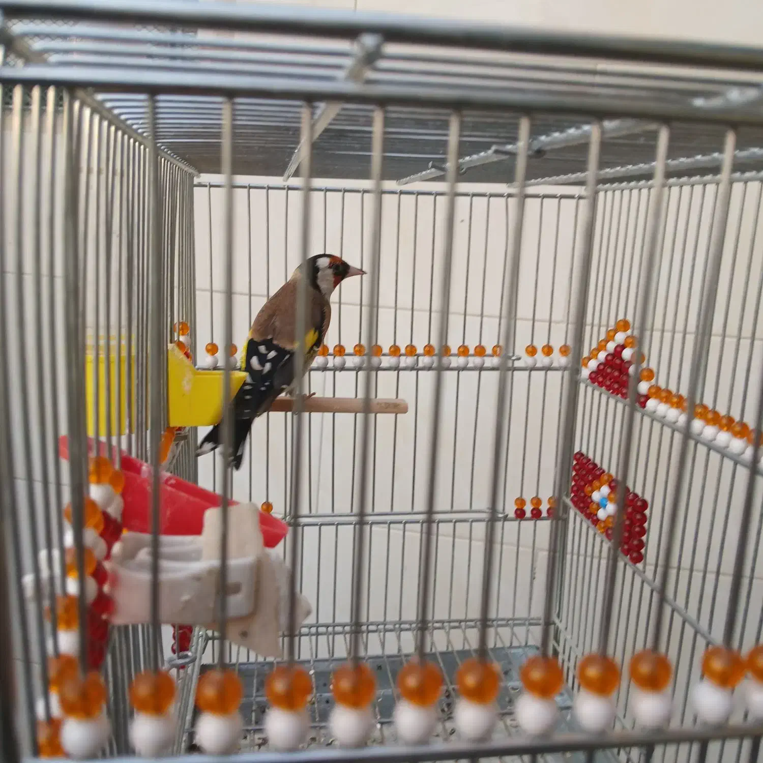 سهره دوساله|پرنده|اصفهان, تخت فولاد|دیوار