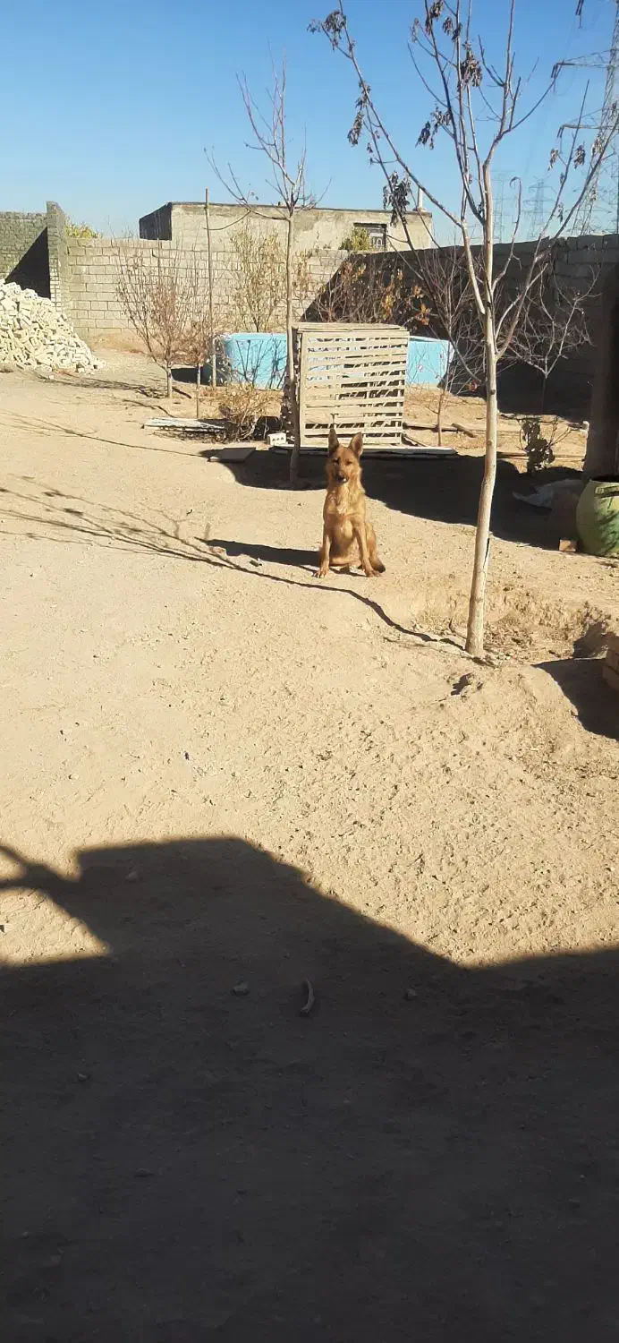 سگ ژرمن|سگ|مشهد, رده|دیوار