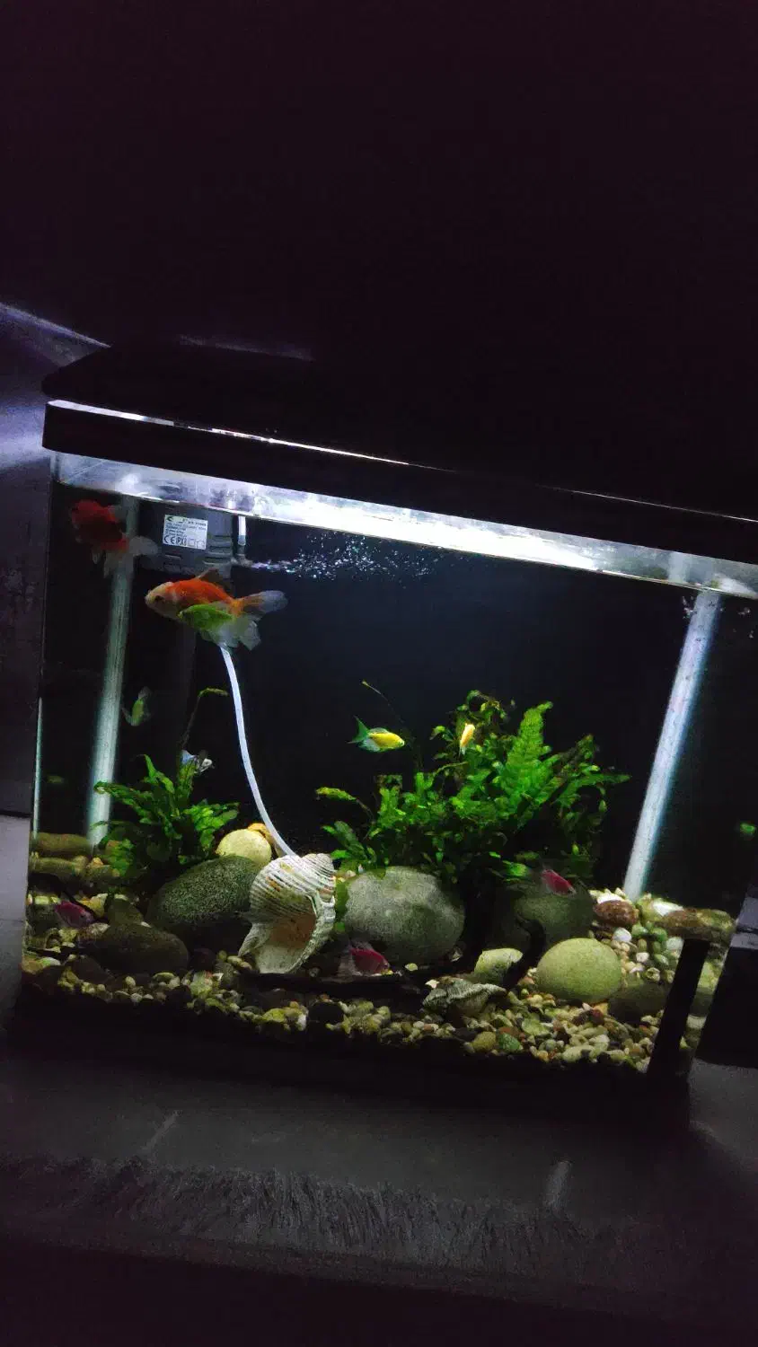 آکواریوم|ماهی|فولادشهر, C8|دیوار