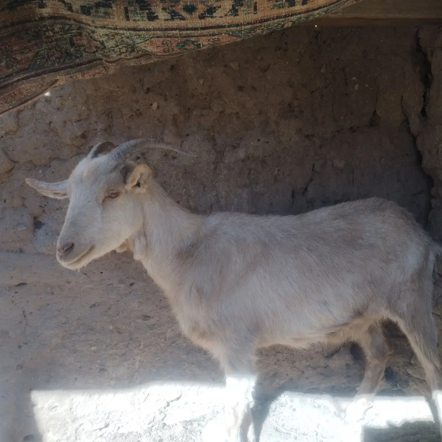 بز سانان|حیوانات مزرعه|خوسف, |دیوار