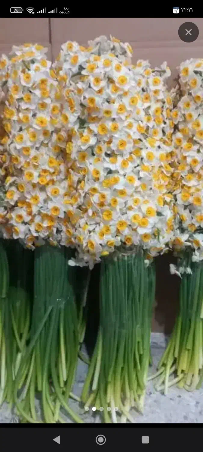 گل نرگس.|گل و گیاه طبیعی|خان ببین, |دیوار