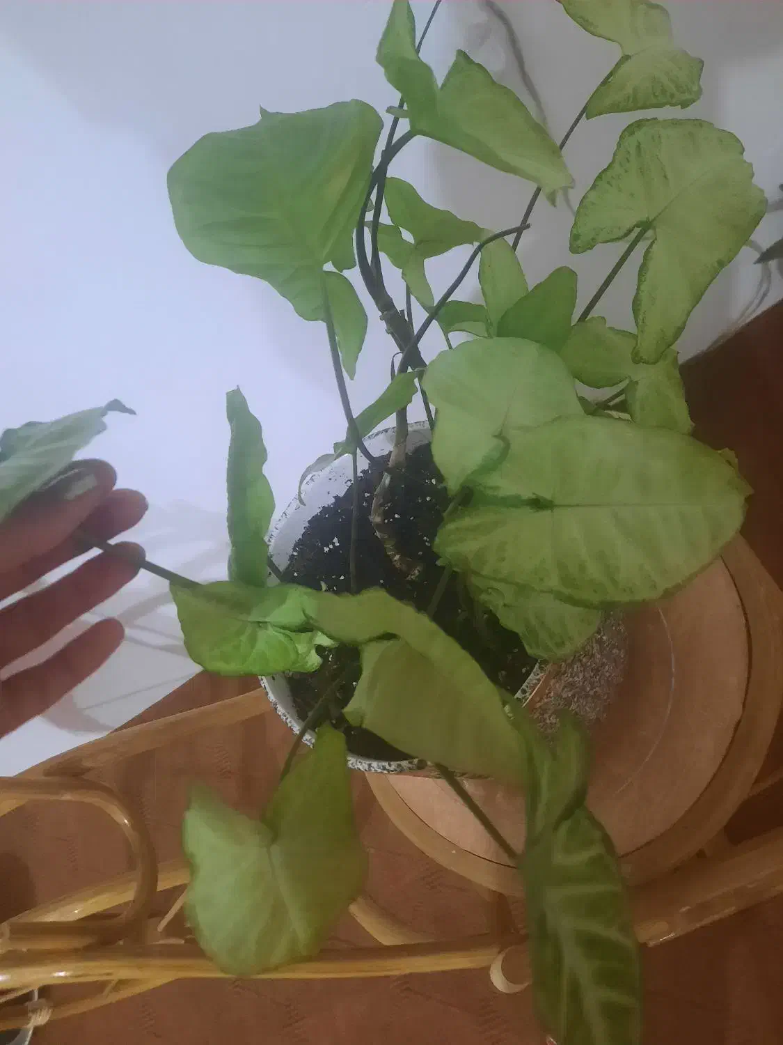 گل های اپارتمانی|گل و گیاه طبیعی|اهر, |دیوار