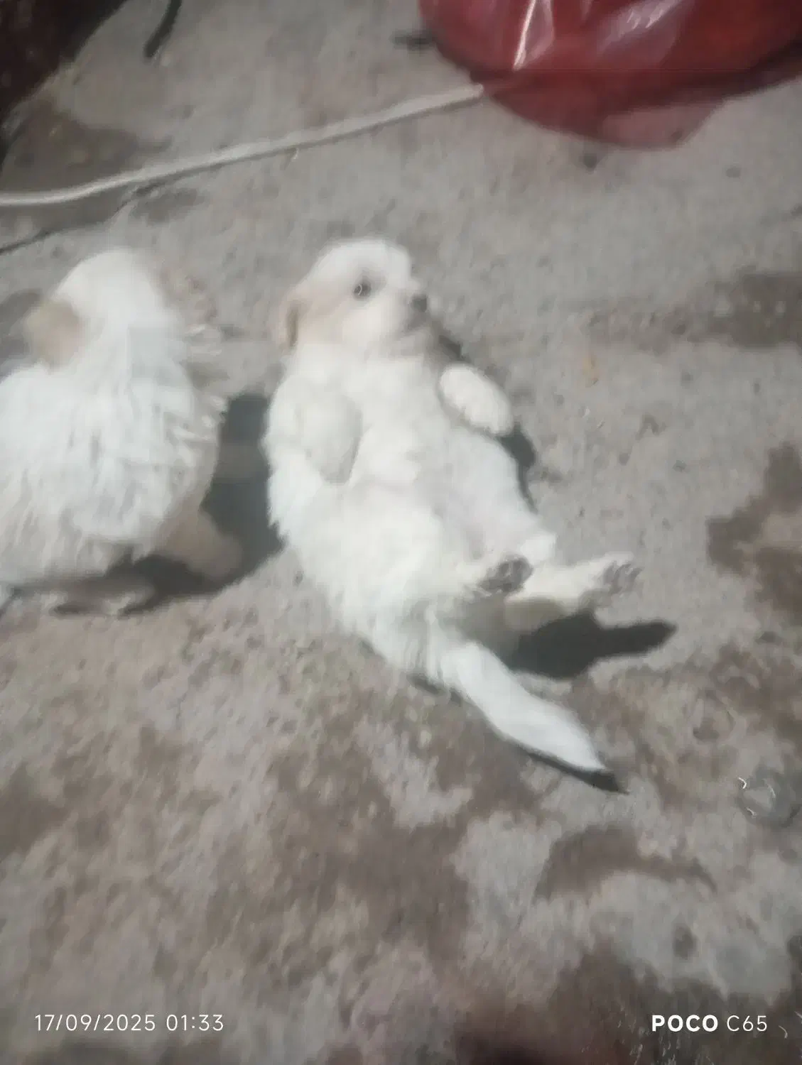 توله سگ|سگ|بم, |دیوار