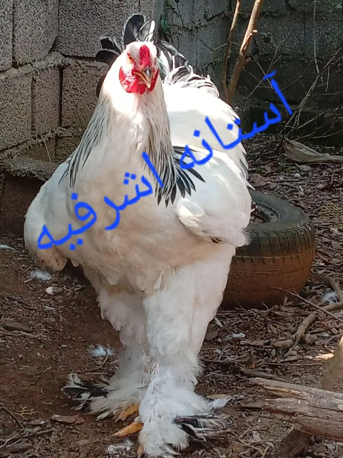 تخم برهما لایت رومانی|حیوانات مزرعه|رشت, جانبازان|دیوار